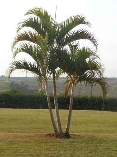Imagem 24 de 26 de Chacara - Ch00122 - 1936481