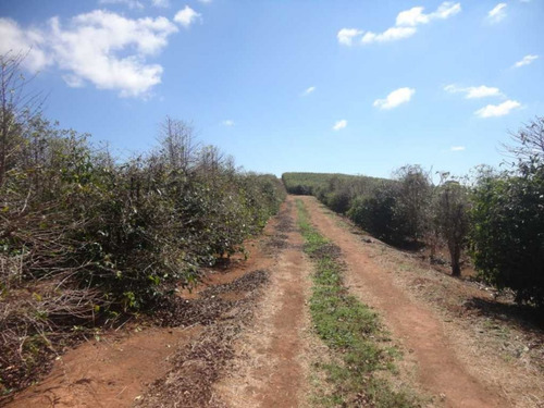 Imagem 16 de 30 de Fazenda De Café Em Monte Sião-mg - 7676