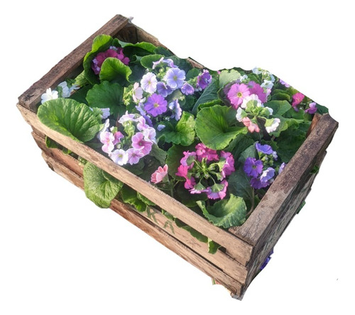Promo Cajon 15 Primula Obconica - Planta Floral Exterior M12