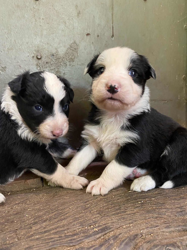 Seña Cachorro Border Collie Cba