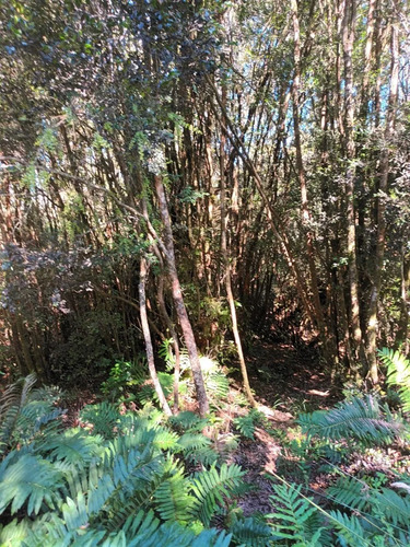 Campo De 16 Hectáreas En Chiloé