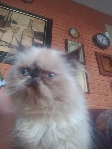 Gato Persa Himalayo