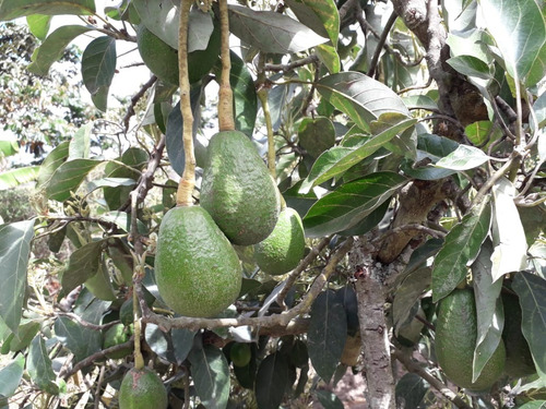 Hermoso Terreno  De 3000 Metros, En Guyllabamba, Sector Chaquibamba, Con Cerramiento, Agua Potable, Agua De Riego, Luz Y Árboles Frutales En Producción.