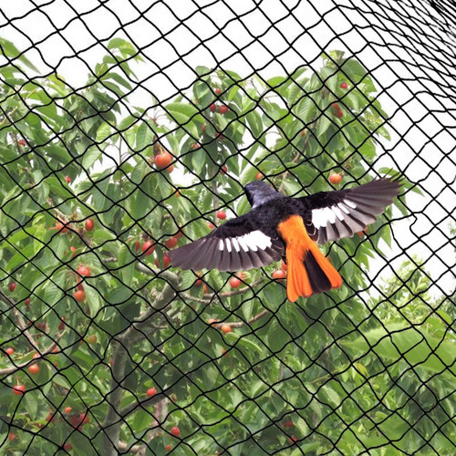 Malla Antipájaros Árboles Y Frutas Seguras 5mx45m Tejida