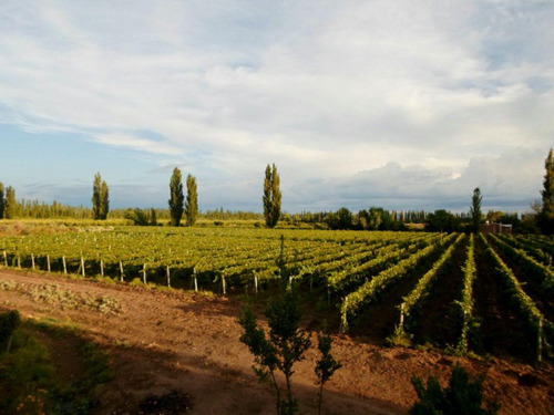 Imagen 5 de 19 de Finca 13 Ha En Cañada Seca - San Rafael
