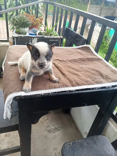 comprar Cachorro Pastor Ganadero Australiano Perros Medellín Bogotá