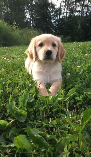  Hermosos Cachorros Golden Retriever!!!