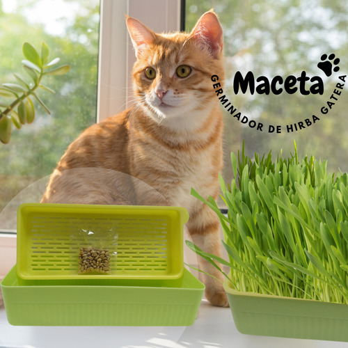 Germinador De Hierva Gatera Maceta Con Semillas Para Katnip