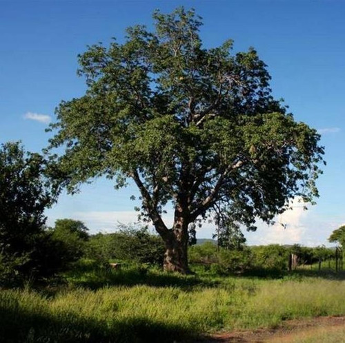 Sementes Mogno Da Montanha Árvore Madeireira Entandrophagma