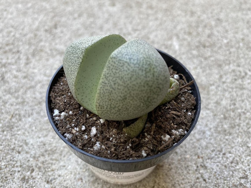 Imagen 4 de 4 de Cactus Piedra Lapidaria Margaratae Lithops