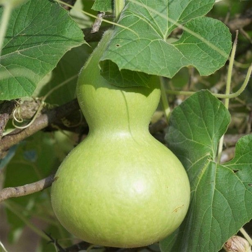 20 Semillas De Planta Mate Calabaza Vegetal Exótica Rara 