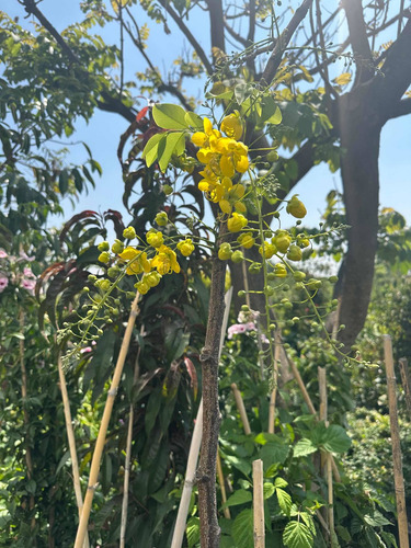 Árbol De Lluvia De Oro 2 M De Altura En Floración