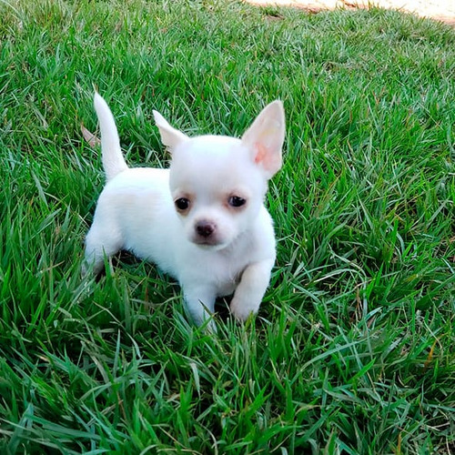 Cachorro Chihuahua Vacunados Y Desparasitados