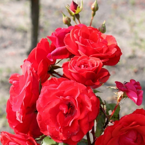 Imagen 2 de 3 de Rosal Enredadera Rojo ( Planta ) Color Rojo //