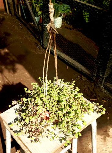 Maceta Colcante Suculenta Crassula Pellucida