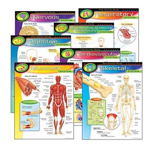 Enterprise Inc. 38913 The Human Body Learning Charts