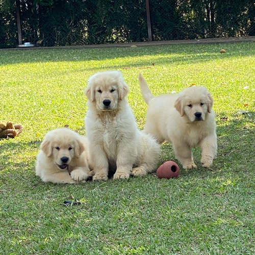 Golden Puros Elegilo, Criadero Golden Retriever Argentina