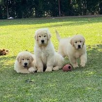 Comprar Golden Puros Elegilo, Criadero Golden Retriever Argentina