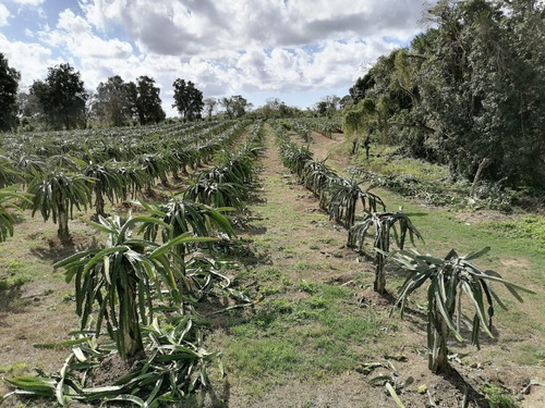 Finca En Venta Con 22mil Matas De Pitahaya Con 3300 Tareas En San Pedro De Macoris En Magarin 