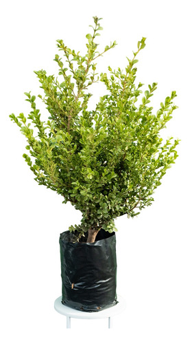 Buxus Topiario Ornamental Ideal Balcon Y Terrazas Hermosos!!