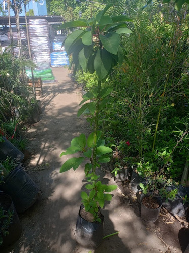 Phytolacca Dioica, Ombú , Bellasombra 10lts