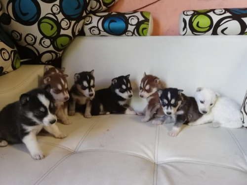 Perros Lobos Husky Siberiano