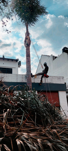 Imagen 4 de 12 de Poda De Arboles Tala Extracción Palmeras Whatsp 1528694955