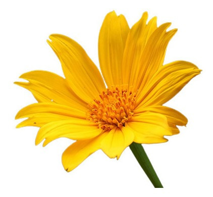 Imagem 2 de 8 de Girassol De Árvore - Mãos De Deus - Tithonia Flor Sementes