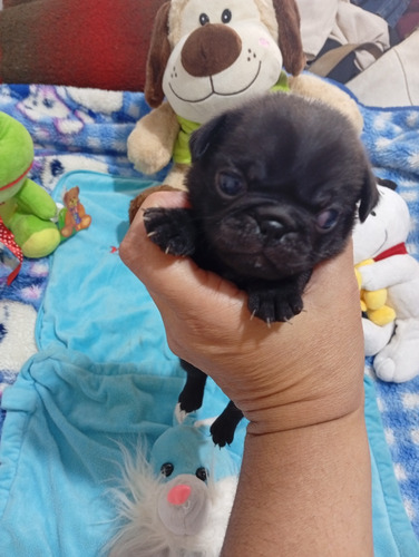 Pug