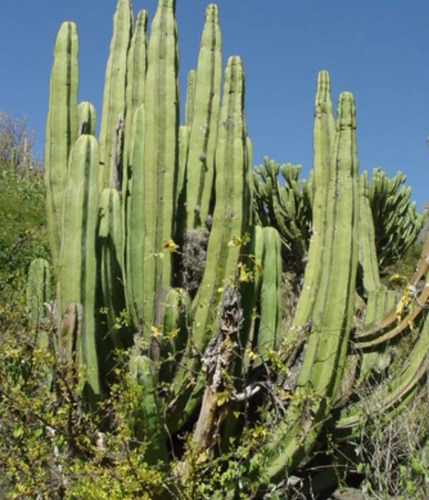 Isolatocereus Dumortieri, Organo Cimarron, 15 Semillas, Mp