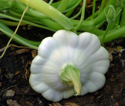 100 Semillas De Calabaza Vieira + Instructivo