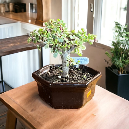 Bonsai Portulacaria Variegada 8 Años Maceta Esmaltada N2