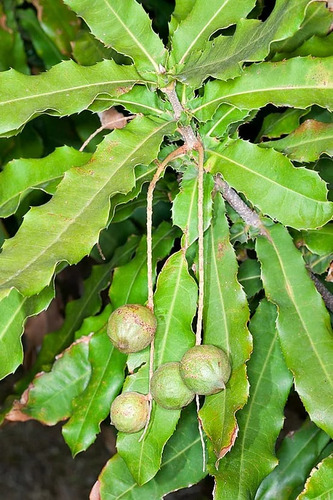 Nuez De Macadamia, Arbolitos Muy Bonitos