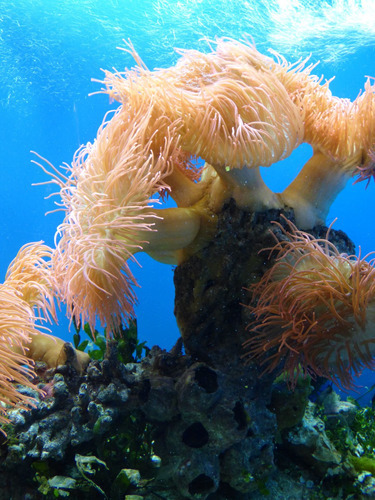 Vinilo Decorativo 20x30cm Coral Mar Peces Agua Arrecife M1