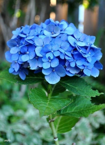 Semillas De Hortensia Azul 