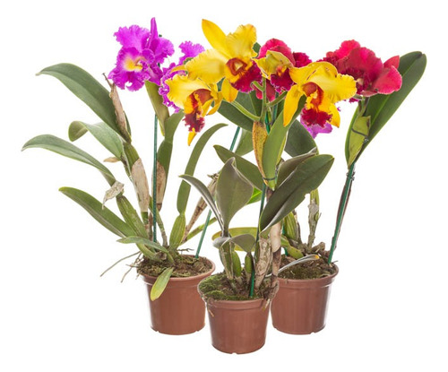 Orquídeas Catleya Híbridos Colores Variados Sin Flor P14