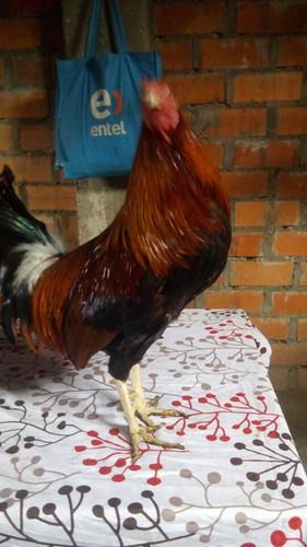 Gallo