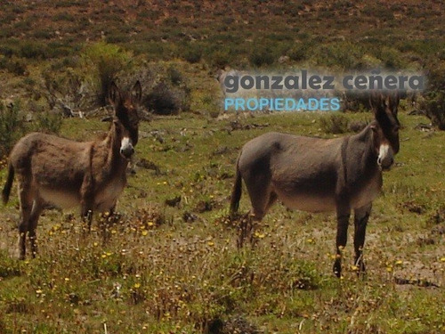Venta Campo Ingeniero Jacobacci