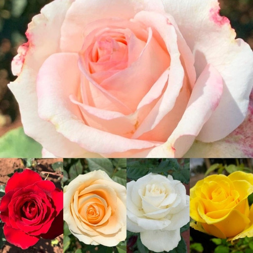 Kit De 05 Mudas De Rosas Sem Espinhos Variadas T5