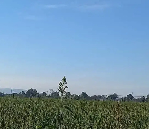 Se Venden 10 Hectáreas Irapuato Gto