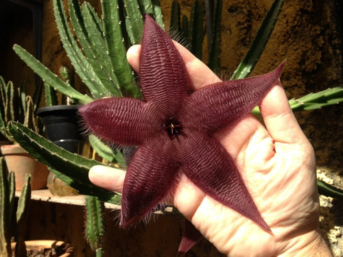 Stapelia Hirsuta - Adulta - Suculenta - Flor Estrela Do Mar | MercadoLivre