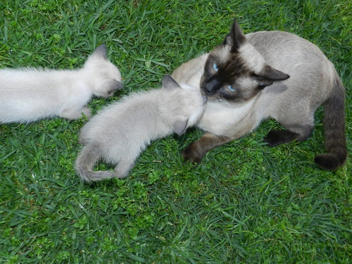Gatito Siamese Seal Point Puro!!! Hermoso!!!! 2 Meses