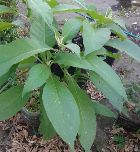 Tabaquillo Solanum Mauritianum Vivero Orgánico Cielo Verde