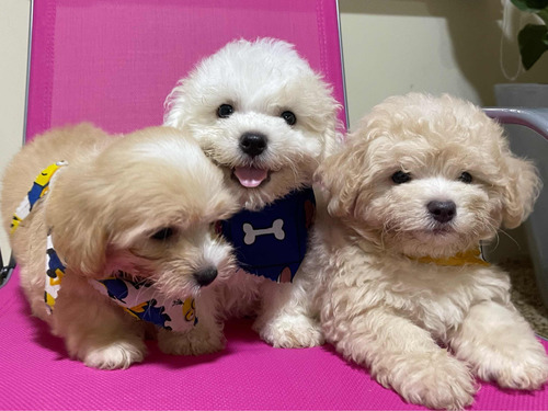 Cachorros Maltipoo 2 Meses Vacunados Y Desparasitados