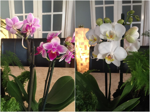Arreglo De Orquídeas Phalaenopsis Mini (4 Varas) En Tronco