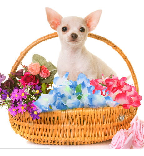 3 Guirnaldas Hawaianas De Leis Con Flores Artificiales Para
