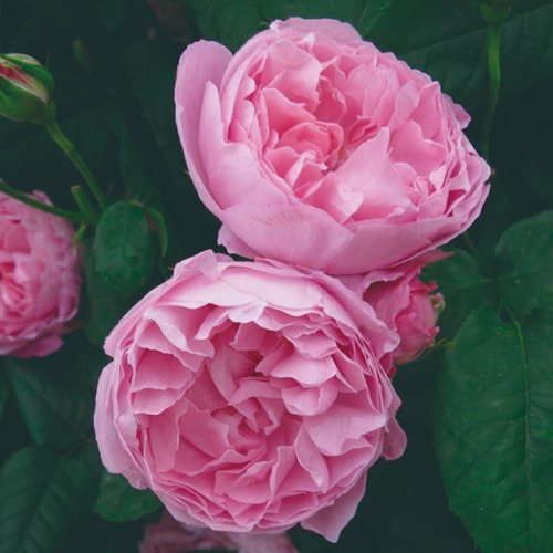 Rosal Ingles/rosas/plantas Mary Rose, David Austin 