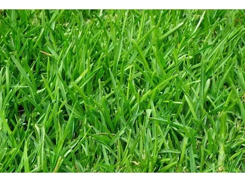 Semilla Cesped Ryegrass Perenne Excel 3000 10kg Picasso