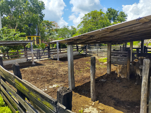 Venta De Rancho En Zona Ganadera De Yucatán, Con Cenotes, 453 Has
