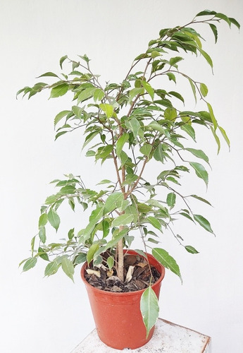 Ficus Benjamina Samantha - Planta De Interior